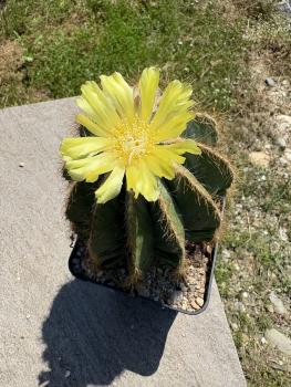 Preview: Notocactus magnificus